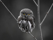 Northern Pygmy Owl