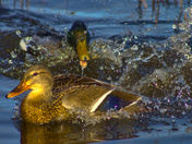 Activity In The Marsh