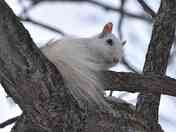 White Squirrel