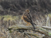 Northern harrier