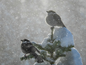 Whiskey jacks enjoying the sun