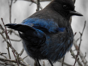 Stellar jay