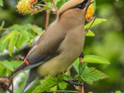 Cedar wax wing