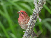 Cute little house finch checking me out