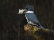 Kingfisher with its lunch
