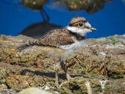 Fuzzy baby killdeer
