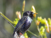 A beautiful starling in the sun