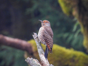 Northern flicker