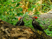A woodpecker mama and baby