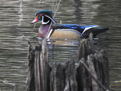 Wood duck