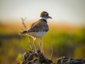 Cute little shore bird