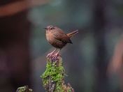Little wren