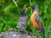 A mama and baby Robin