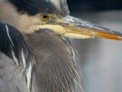 Blue heron
