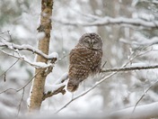 Barred Owl asleep in the snow