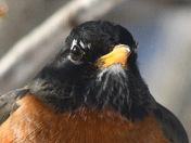 American robin portrait