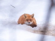 Fox in the Snow