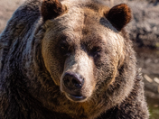 Grizzlies on Grouse Mountain