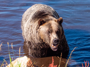 Grizzlies on Grouse Mountain