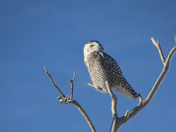 Snowy Owl