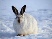 Prairie Hare