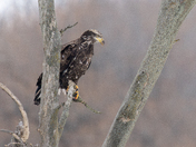 Immature Bald Eagle