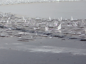 Ice Shards