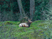 Roosevelt Elk