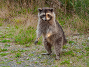 Raccoon