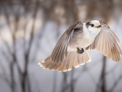 Canada Jay in Flight