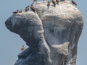 Blue Footed - Beauties