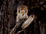 Little Body, Big Attitude 