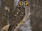 Long eared owl