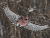 Pine grosbeak