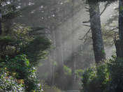 Vancouver island landscape