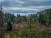 Vancouver island landscape