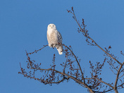 Snowy Owl