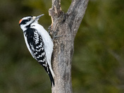 Hairy Woodpecker
