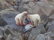 Innocence vs Instinct