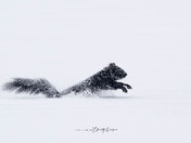 Dashing through the Snow