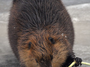 Canadian Beaver