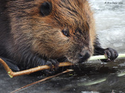 Canadian Beaver