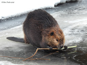 Canadian Beaver