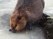 Canadian Beaver