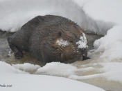 Canadian Beaver