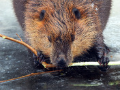 Canadian Beaver
