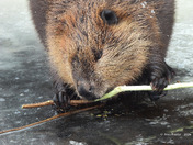 Canadian Beaver