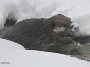 Canadian Beaver
