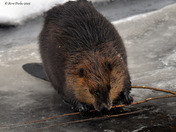 Canadian Beaver