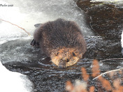 Canadian Beaver